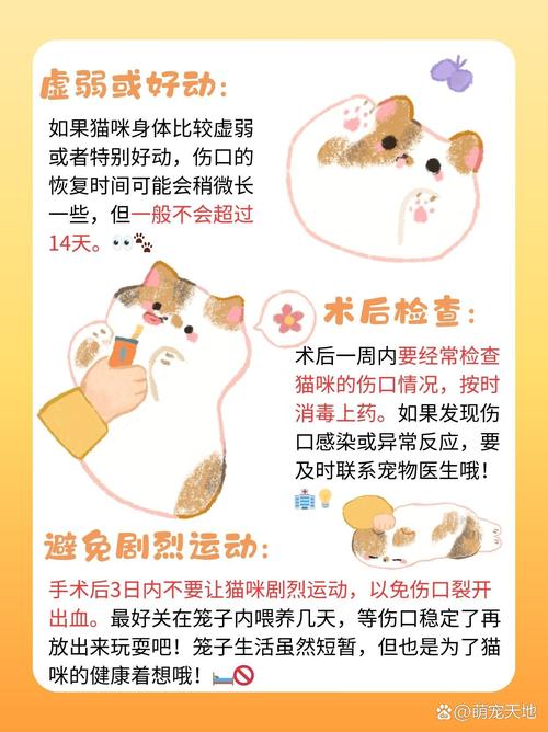 猫咪麻醉后多久可以正常走动