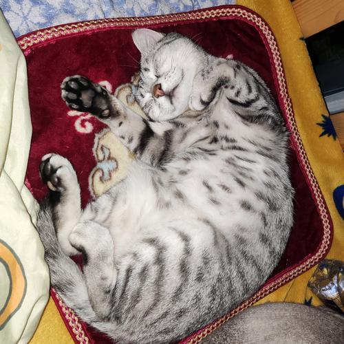 猫咪绝育后为什么会睡觉