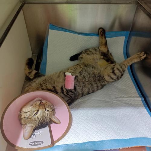 猫咪注射麻醉后多久可以完全清醒