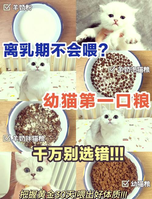 小猫咪几个月断奶？小猫多久可以抱走？