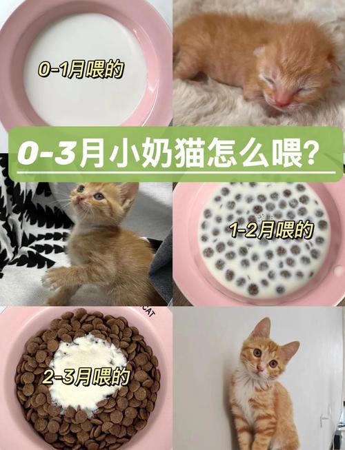 猫咪几个月断奶可以抱走