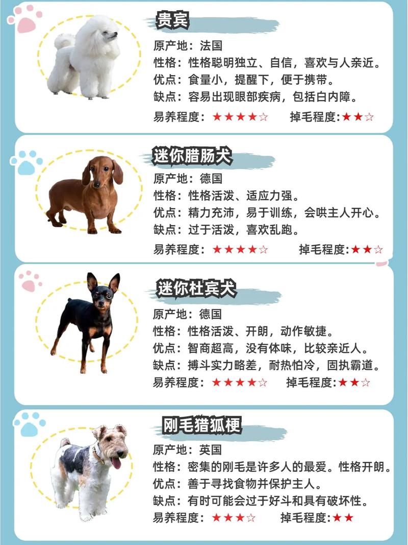 小型犬都有什么品种啊?