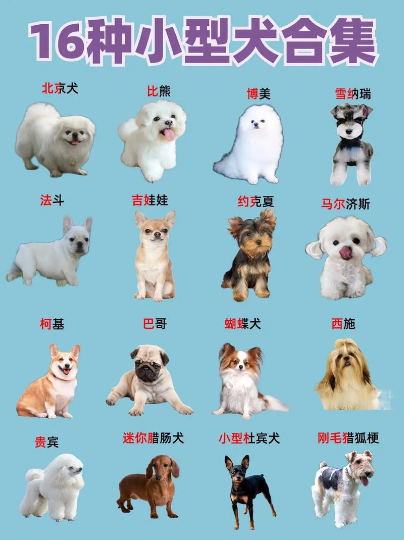 小型犬的品种有哪些