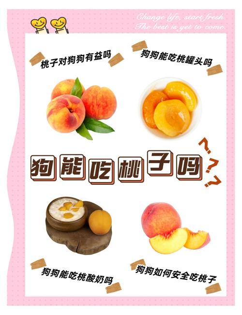 狗狗可以吃水蜜桃吗，小狗可以吃水蜜桃吗