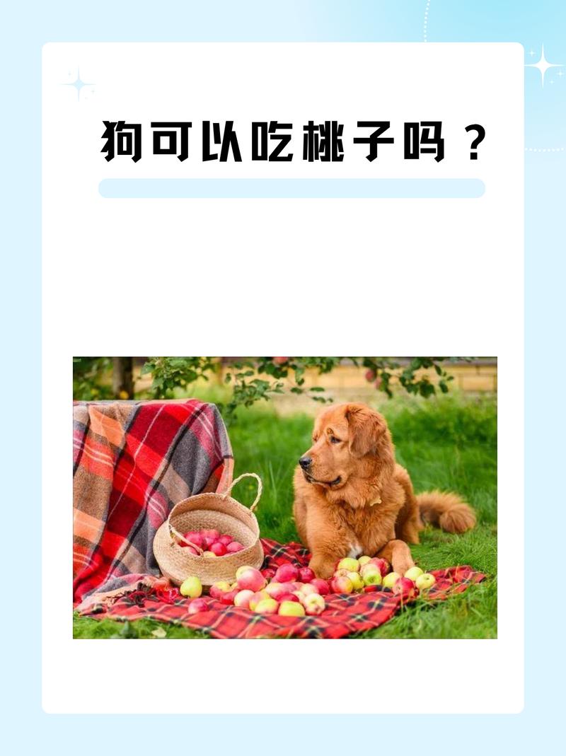 狗狗能吃什么样的水果蔬菜?