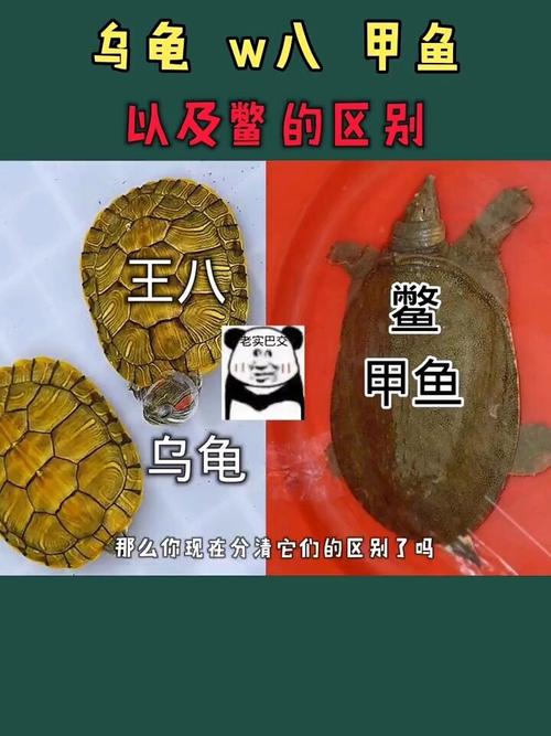 乌龟与王八有什么区别