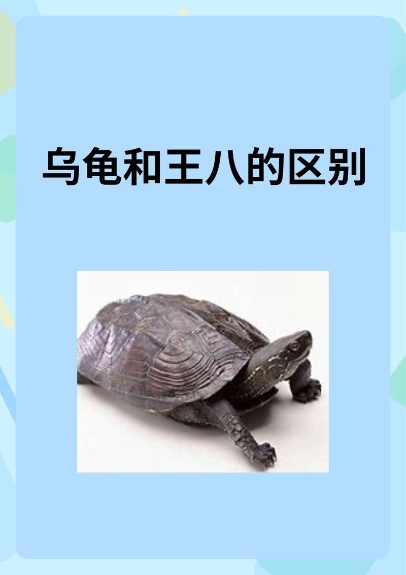 世界寿命最长的龟种