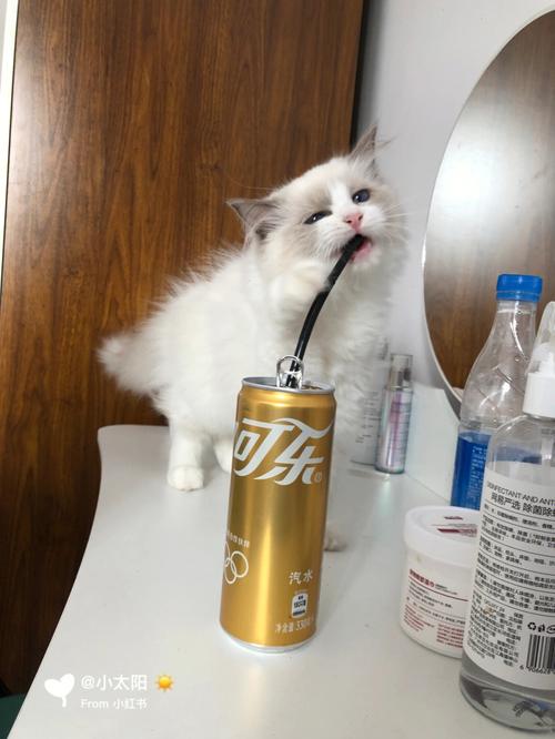 猫咪能喝可乐吗，猫咪能喝可乐吗有毒吗？