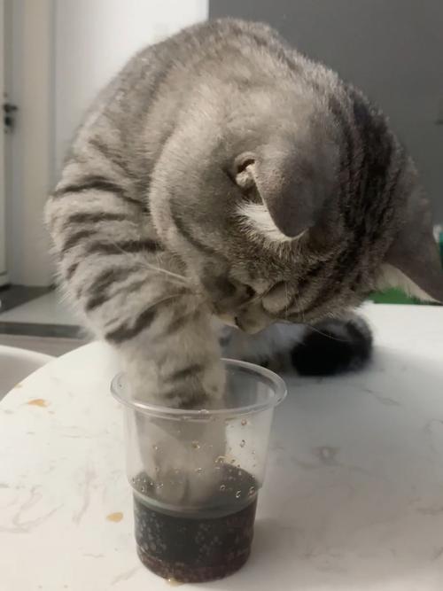 猫咪可以喝可乐吗(刚才可乐撒了,猫咪舔了一点?