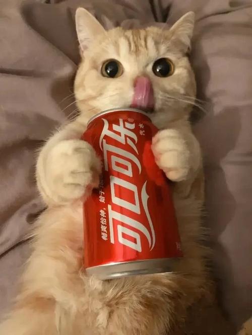 猫能喝可乐吗?