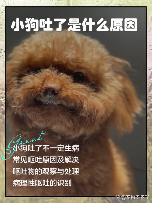 小狗打疫苗后呕吐