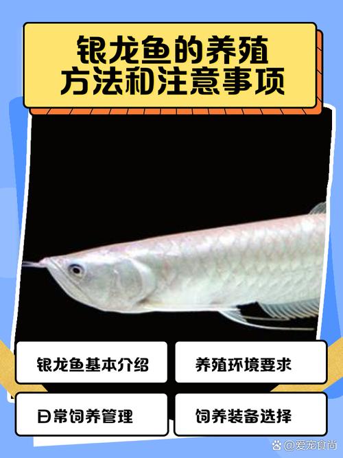 十厘米的银龙鱼好养吗