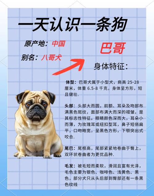 巴哥犬是什么品种?