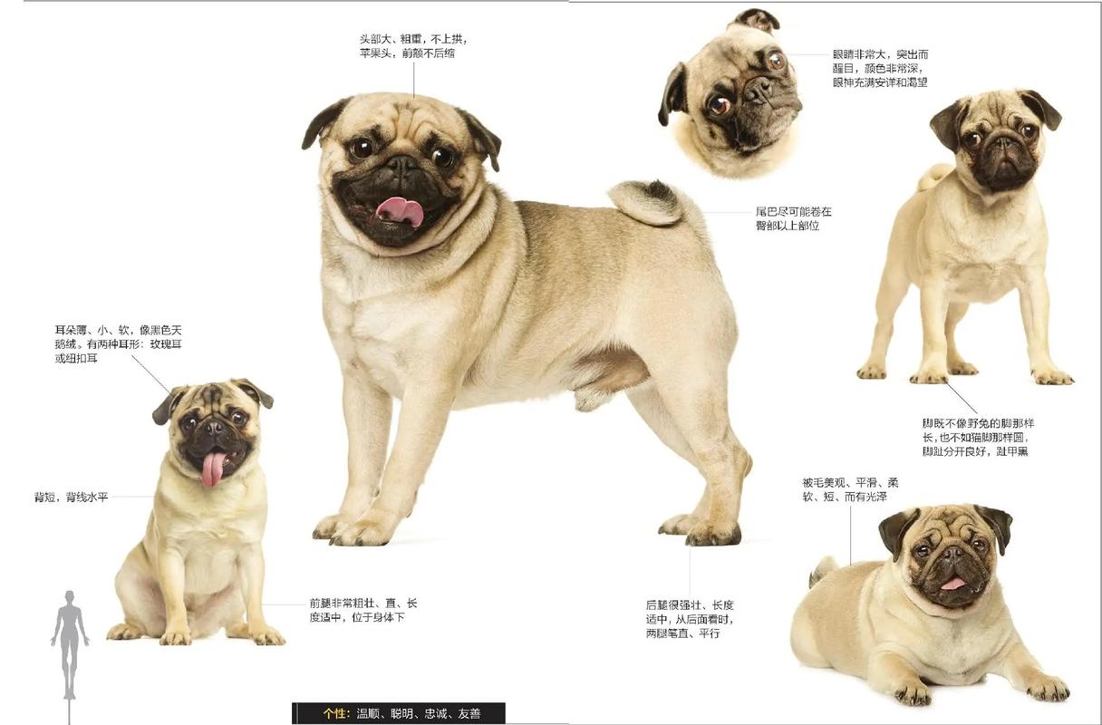 巴哥犬有几种呢?巴哥犬的来源究竟是哪呢?