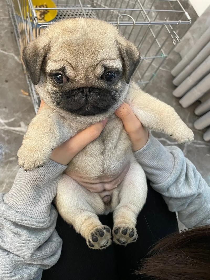 巴哥犬有几种品种图片