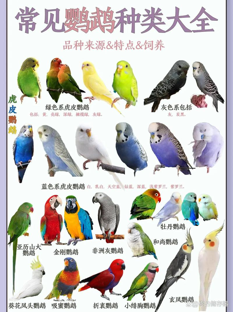 黄蓝金刚鹦鹉和亚马逊哪个说话好？黄蓝金刚鹦鹉和亚马逊哪个说话好听？
