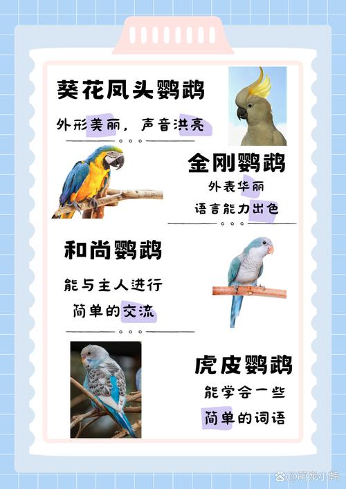 最会说话的鹦鹉排名