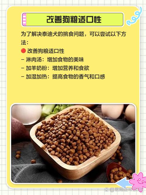 泰迪挑食怎么办
