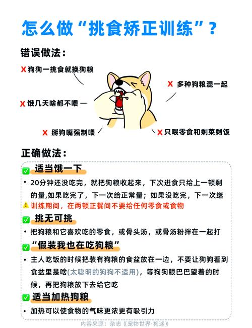 泰迪犬挑食该怎么办?