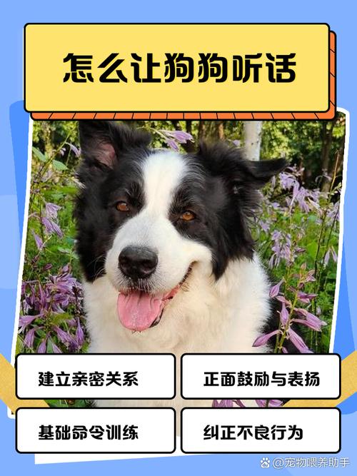 怎么让狗狗听话