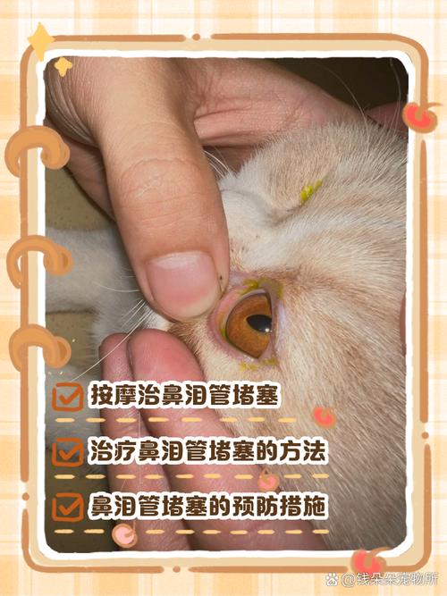 猫咪泪腺堵塞怎么治，猫咪泪腺不通怎么治