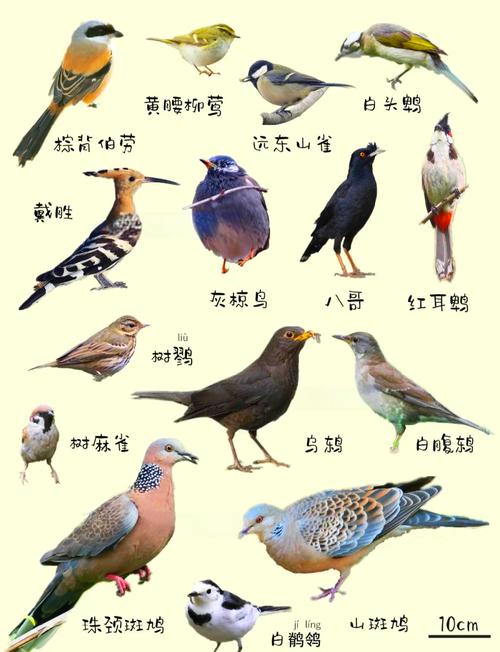 常见鸟类大全有哪些