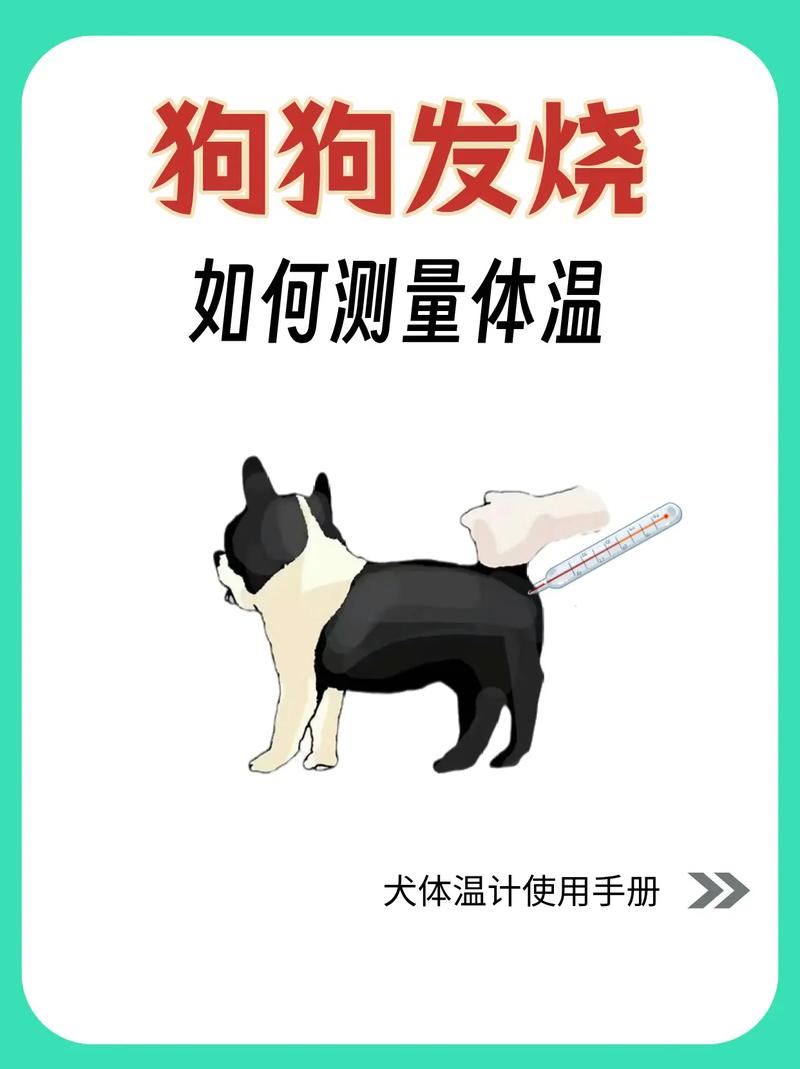 怎么给狗狗量体温