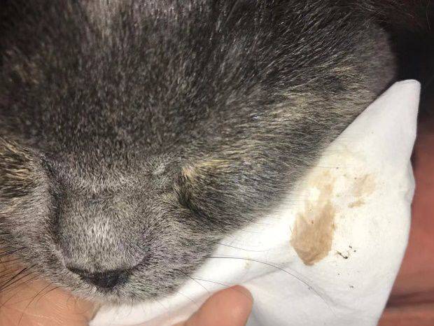 猫咪流眼泪褐色分泌物，猫咪流眼泪褐色分泌物原因