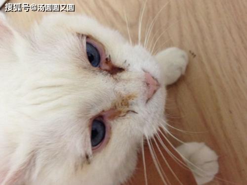 猫流眼泪有褐色分泌物用什么药