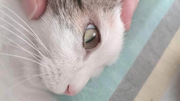 猫流眼泪怎么回事有褐色分泌物
