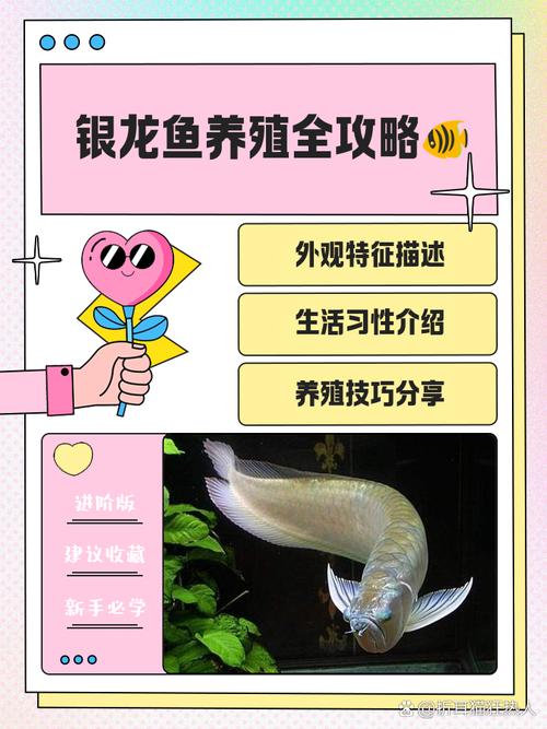 银龙鱼通常吃什么食物?如何饲养?
