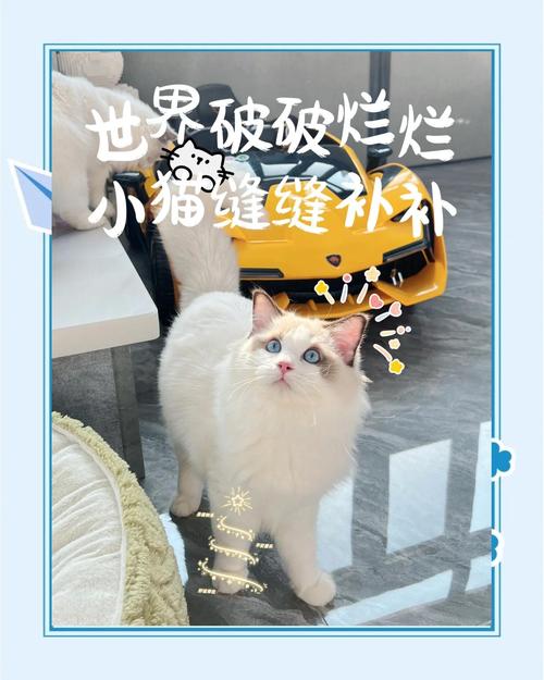 小猫三个月打疫苗晚不晚