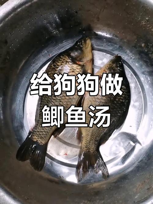 狗狗产后可以喝鲫鱼汤吗?会有什么影响?