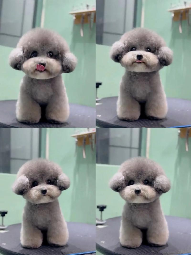 灰的贵宾犬多少钱一只呢?