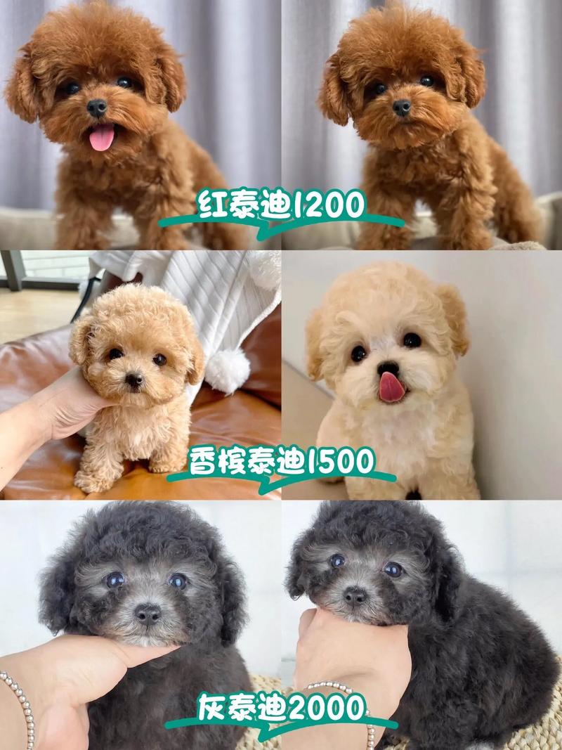 贵宾犬共有几种颜色?分别费用
是多少?