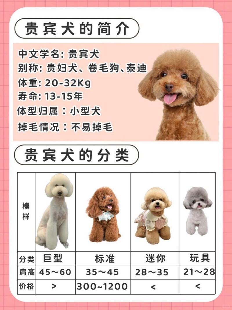 泰迪贵宾犬什么颜色最贵
