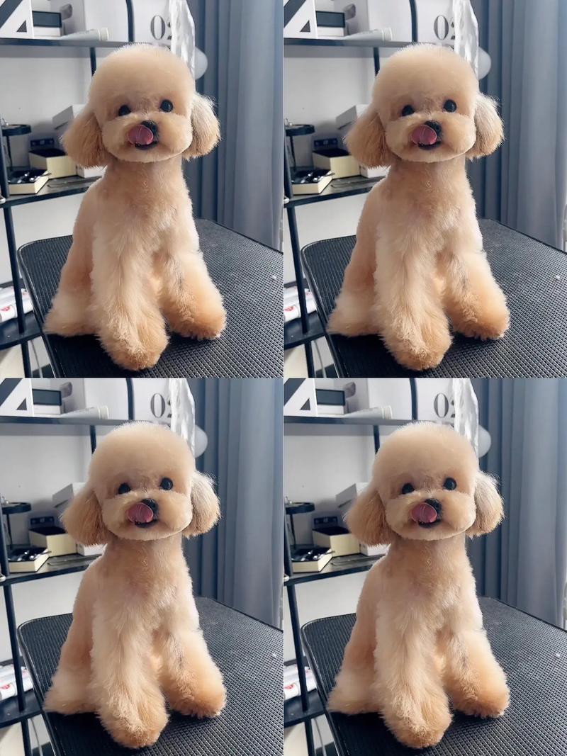 贵宾犬什么颜色最贵