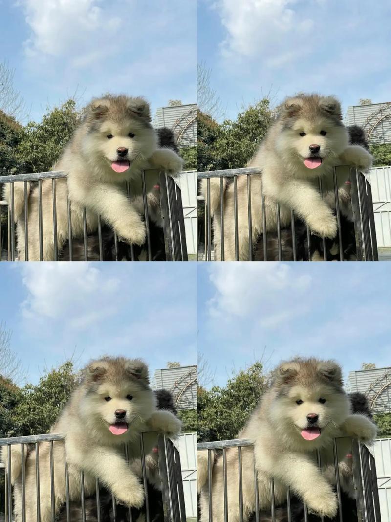 银灰色长毛是什么狗狗