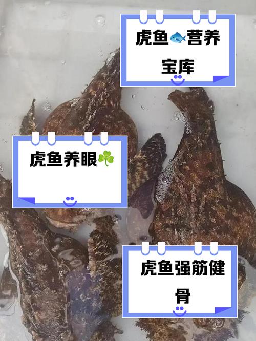 虎鱼能长多大