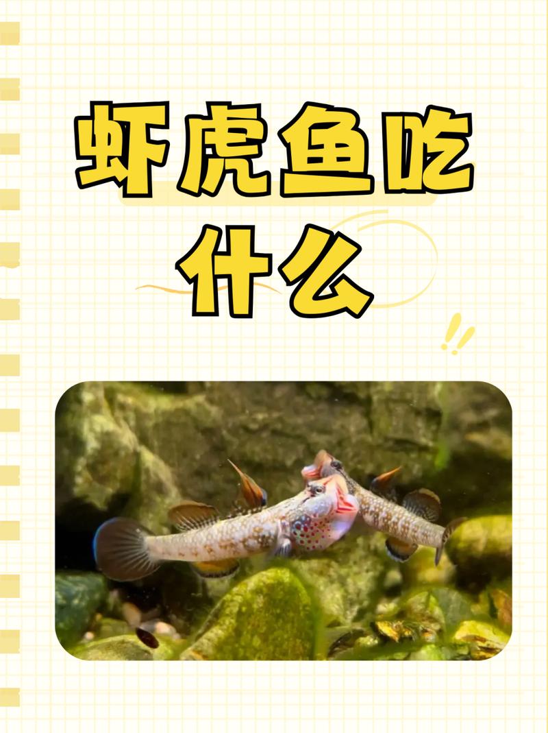 虎鱼爱吃什么