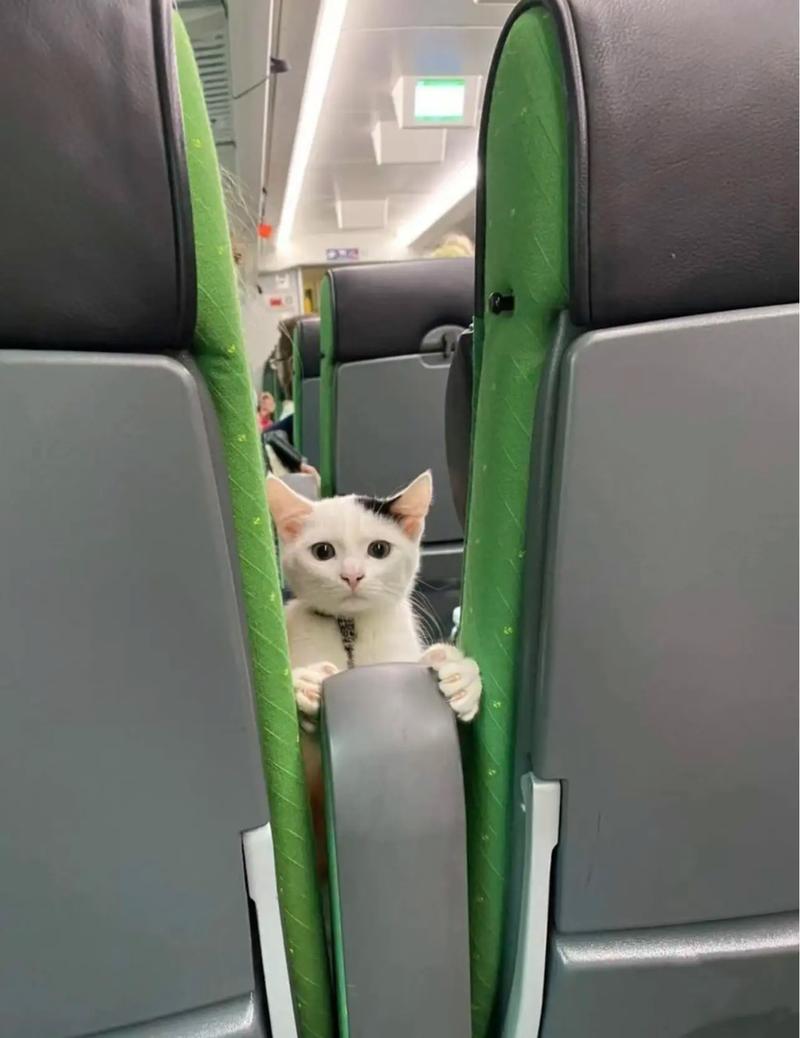 高铁能带猫咪上车吗