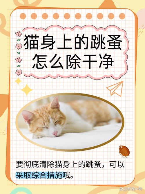 猫身上的跳蚤怎么杀死?