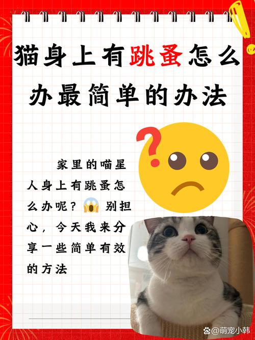 猫跳蚤怎么去除