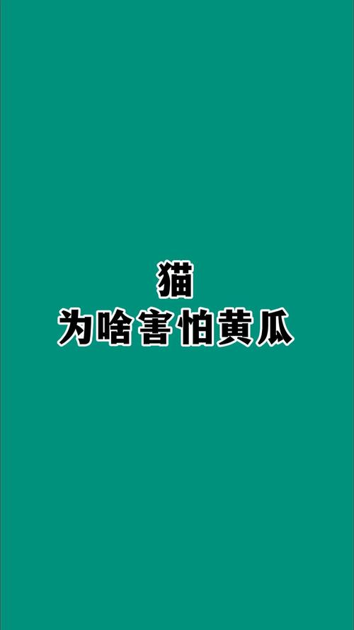 猫咪为啥怕黄瓜？猫咪为啥怕黄瓜呢？
