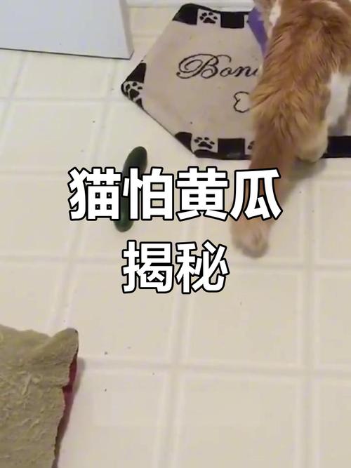 猫咪为什么怕黄瓜?