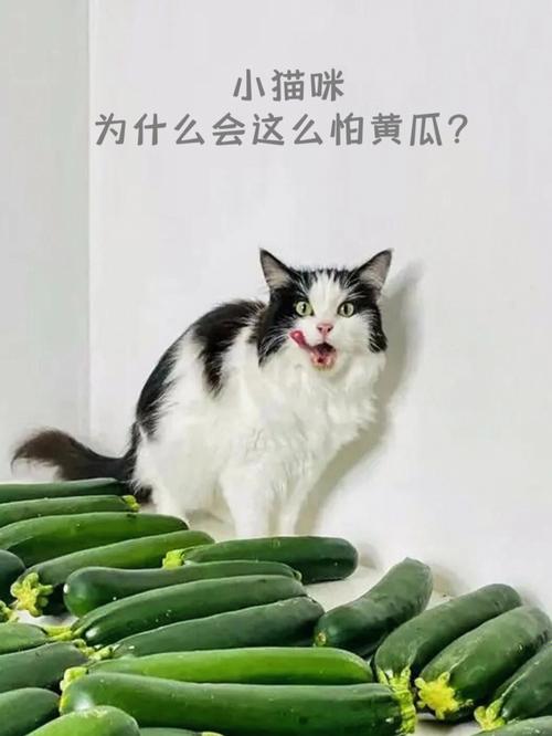 猫为什么怕黄瓜?