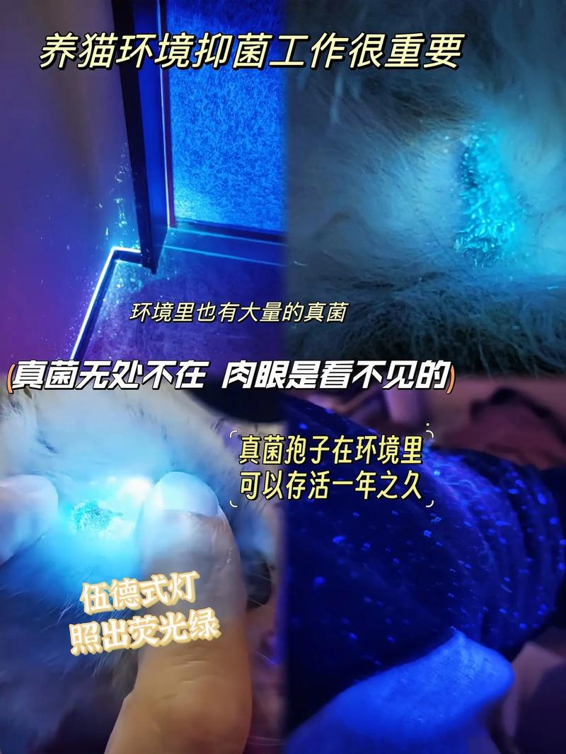 猫咪奶藓是什么？猫咪奶藓图片 婴儿 症状？