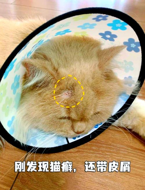 什么是猫奶藓