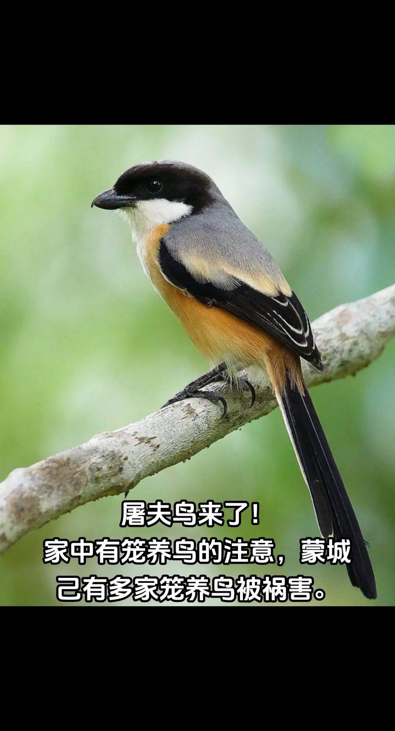 棕背伯劳和红尾伯劳区别