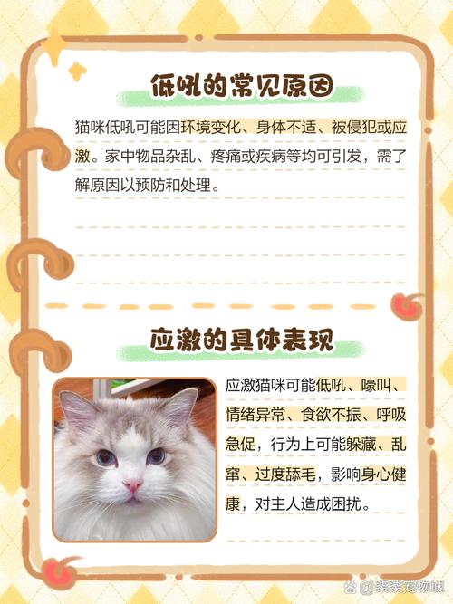 猫咪生气的声音